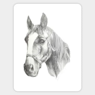 Stunning, realistic drawing of a horse Sticker